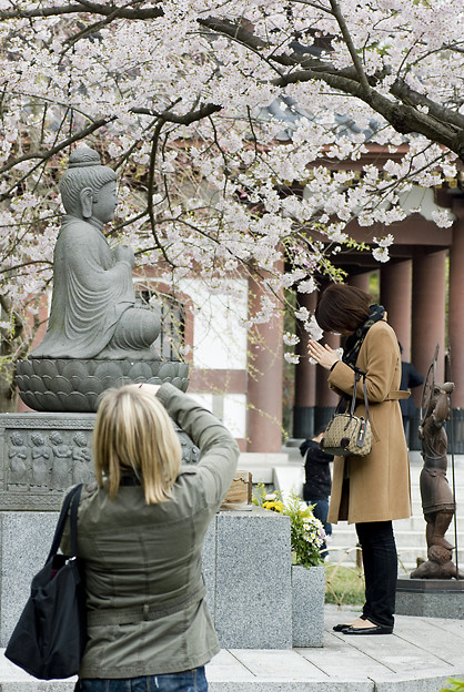 写真: 桜　撮る人　祈る人