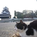 中津城と猫