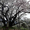 素桜神社3