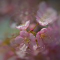 写真: 夢想桜