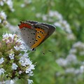 花と蝶（１）