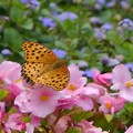 写真: 花と蝶（２）