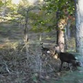 写真: 逃げる鹿
