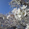 写真: 4月8日桜、桜。
