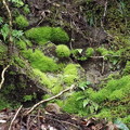 写真: 緑三昧・苔むす岩場