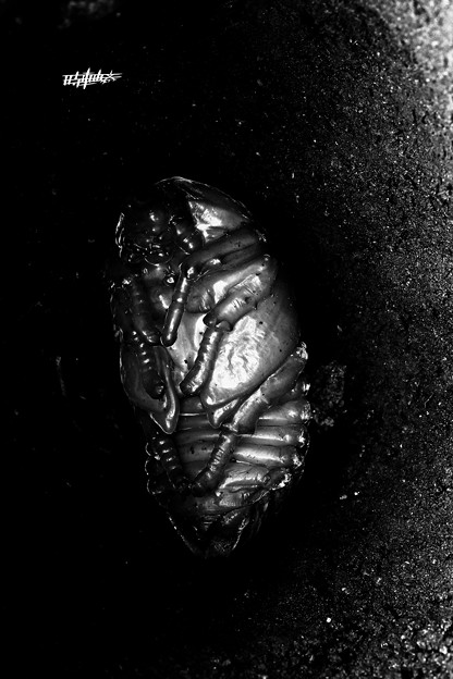 Beetle Dark