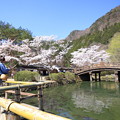 写真: 桜 釣る人